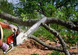 Best Tree Maintenance Programs  in Escondido, CA